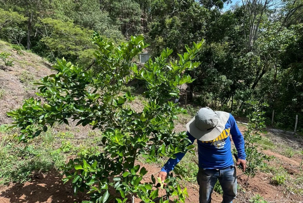 Finca de Limón