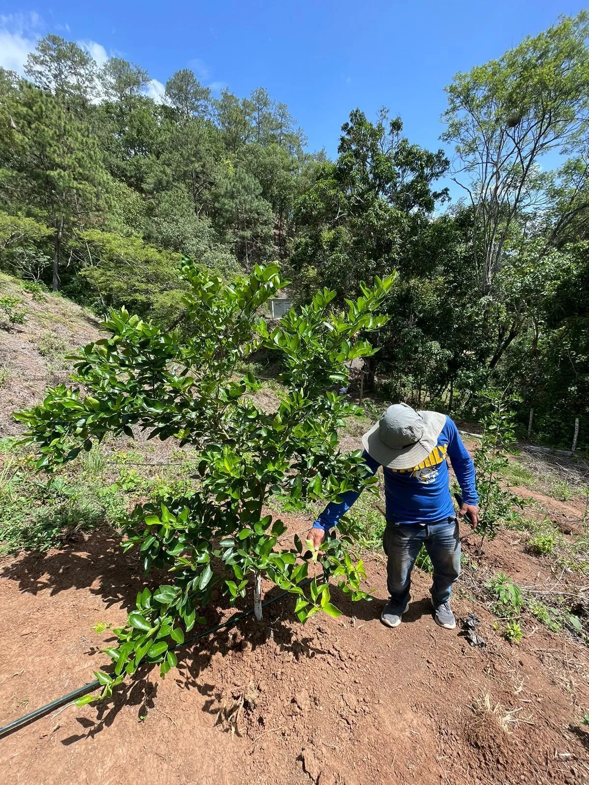 ECI-FincaLimon-2 Finca de Limón