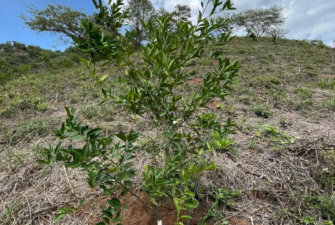 Finca de Limón