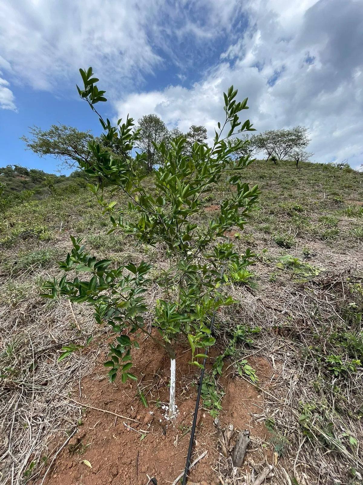 ECI-FincaLimon-6 Finca de Limón