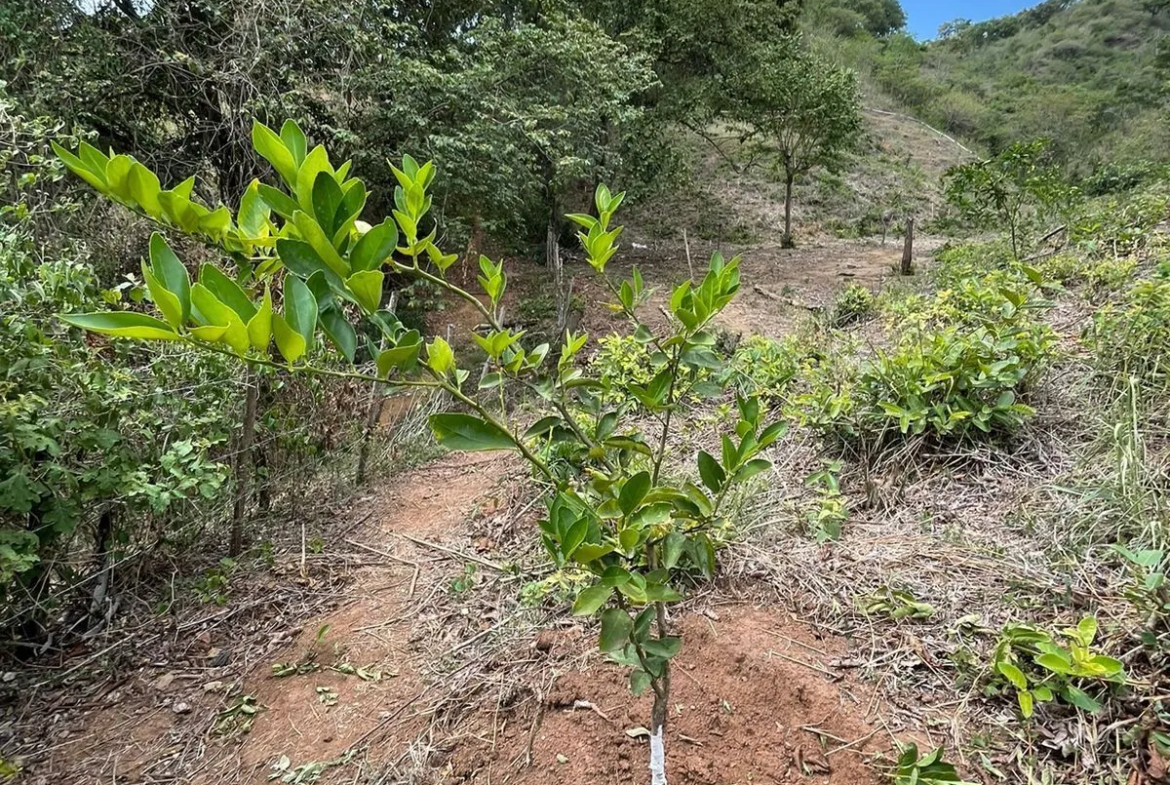 Finca de Limón