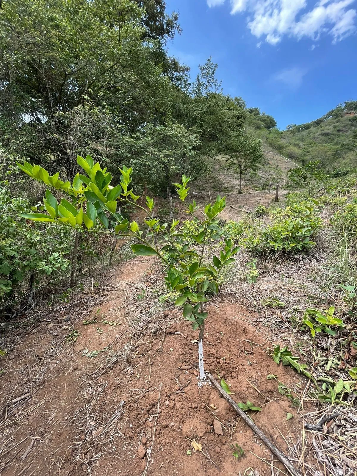ECI-FincaLimon-7 Finca de Limón