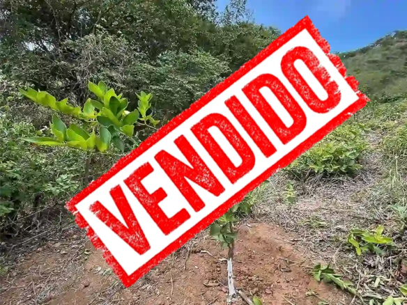 Finca de Limón