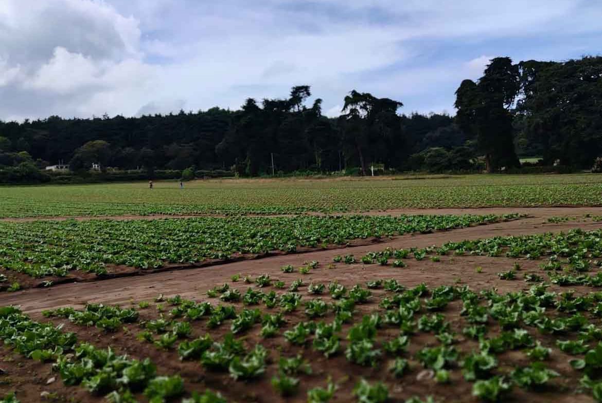 TERRENO PREMIUM EN MAGDALENA MILPAS ALTAS
