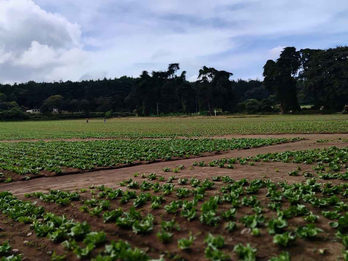 TERRENO PREMIUM EN MAGDALENA MILPAS ALTAS