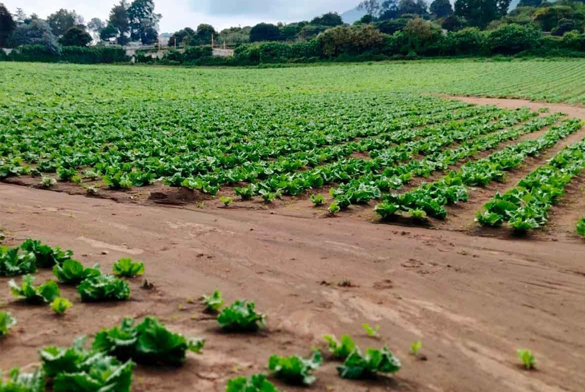 TERRENO PREMIUM EN MAGDALENA MILPAS ALTAS