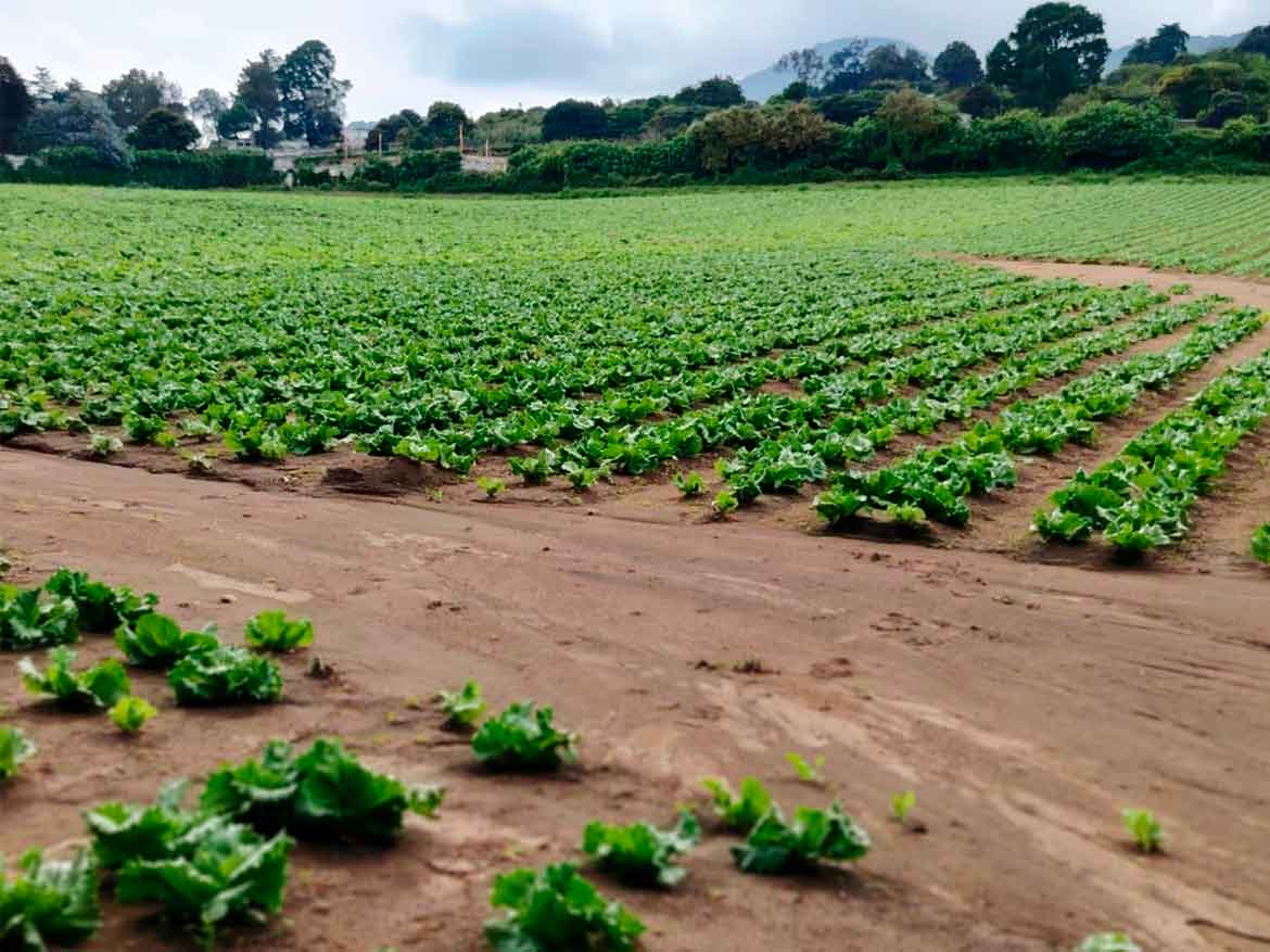 TERRENO PREMIUM EN MAGDALENA MILPAS ALTAS