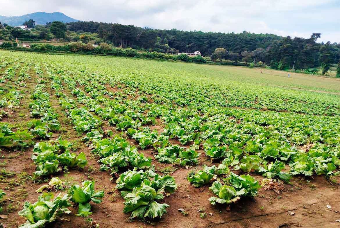 TERRENO PREMIUM EN MAGDALENA MILPAS ALTAS