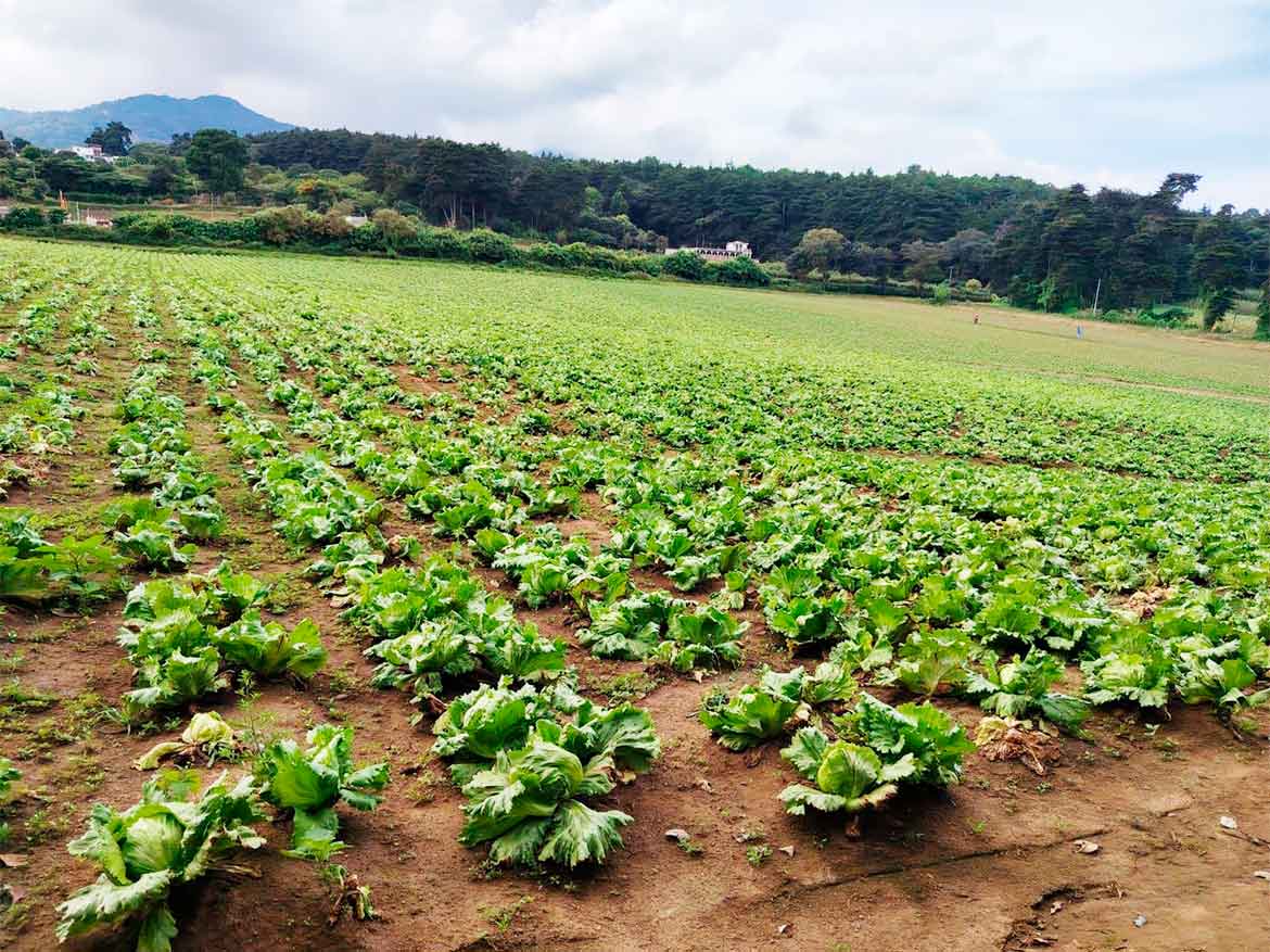 TERRENO PREMIUM EN MAGDALENA MILPAS ALTAS