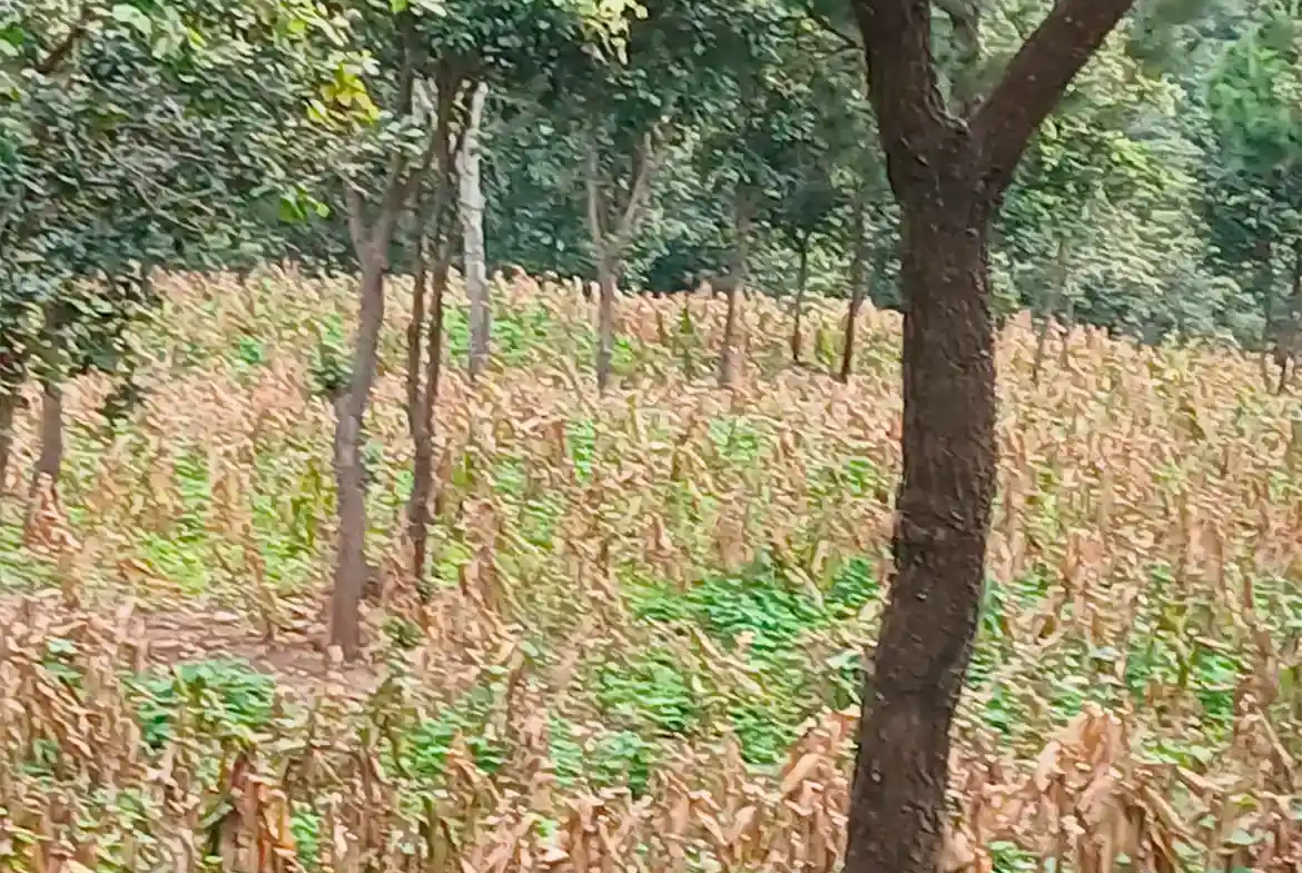Terreno Plano Aldea Montúfar
