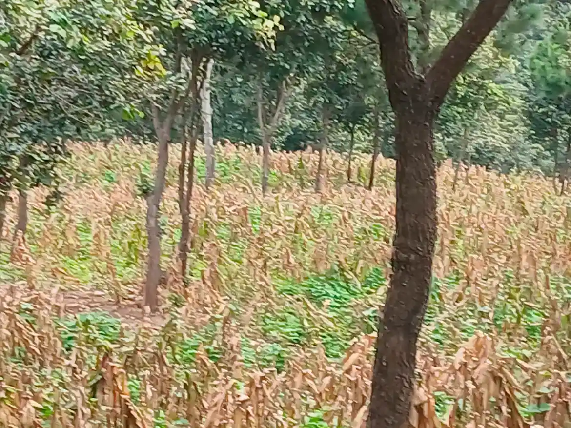 Terreno Plano Aldea Montúfar