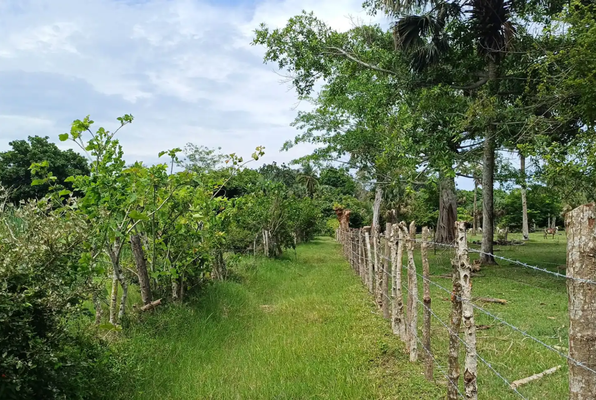 Finca El paredón Buena Vista