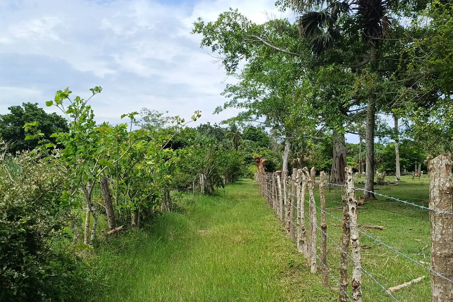 Finca El paredón Buena Vista