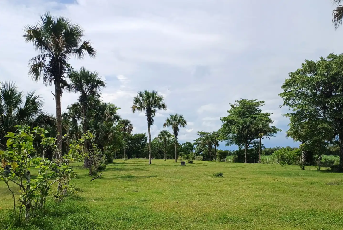 Finca El paredón Buena Vista