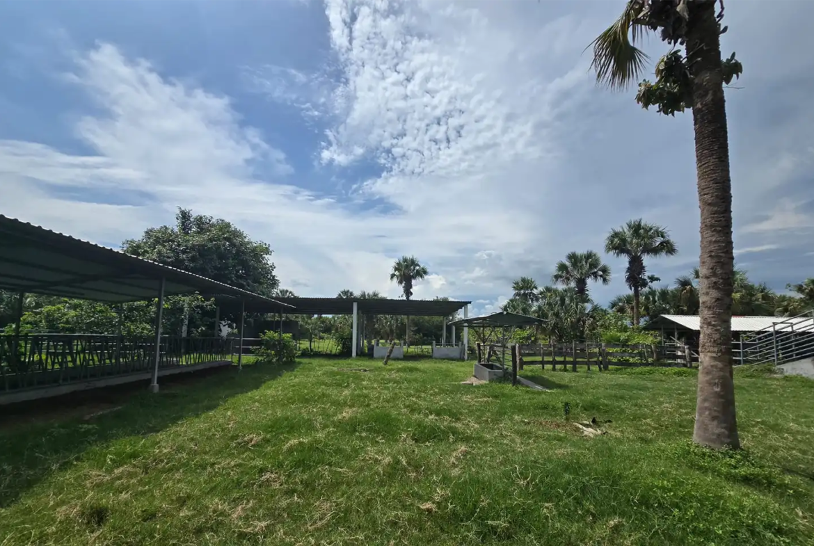 Finca El paredón Buena Vista