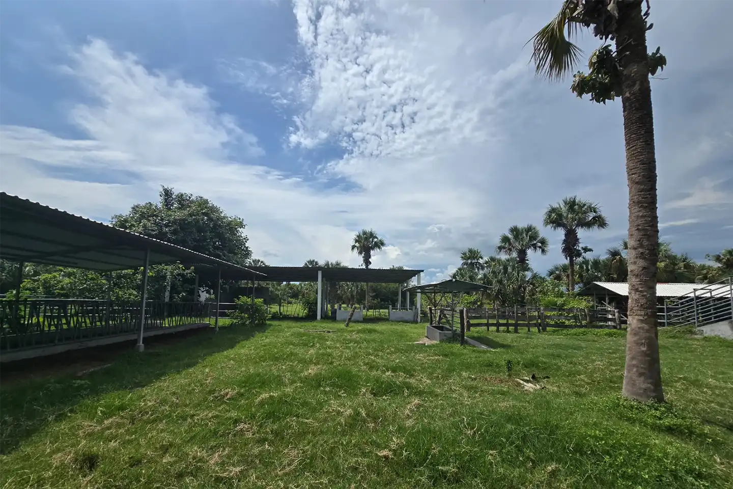 Finca El paredón Buena Vista