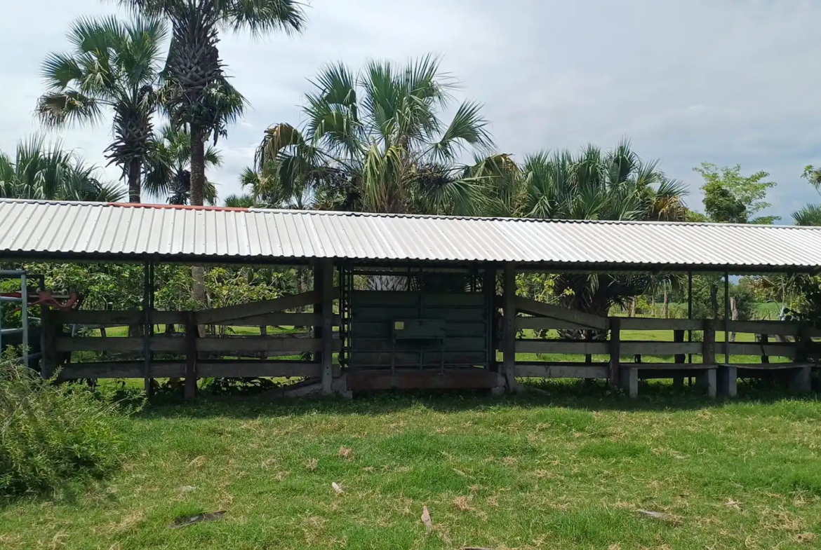 Finca El paredón Buena Vista
