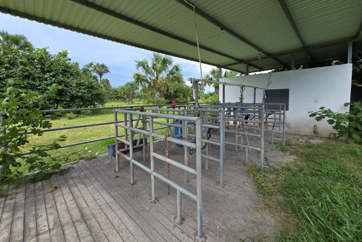 Finca El paredón Buena Vista