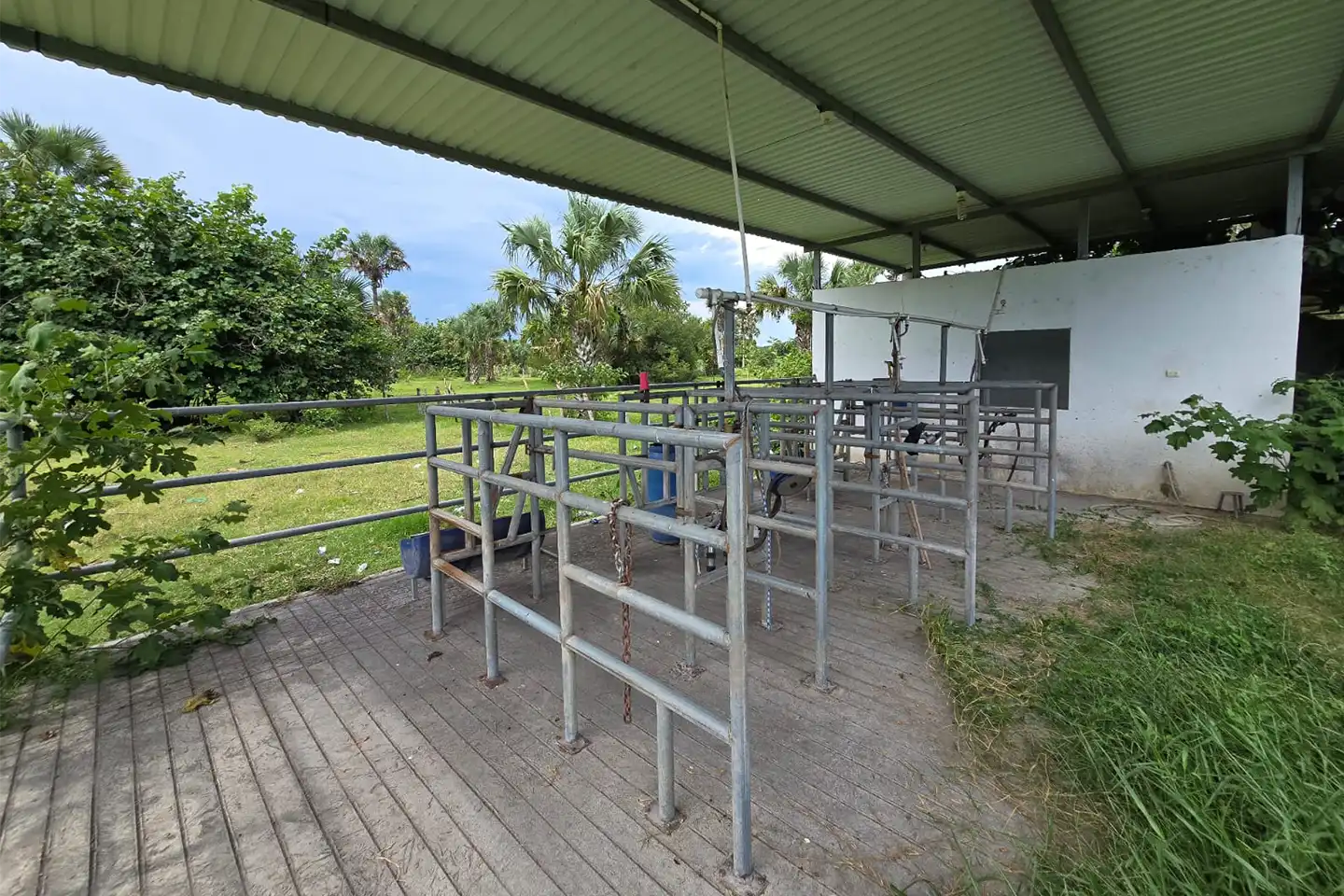 Finca El paredón Buena Vista