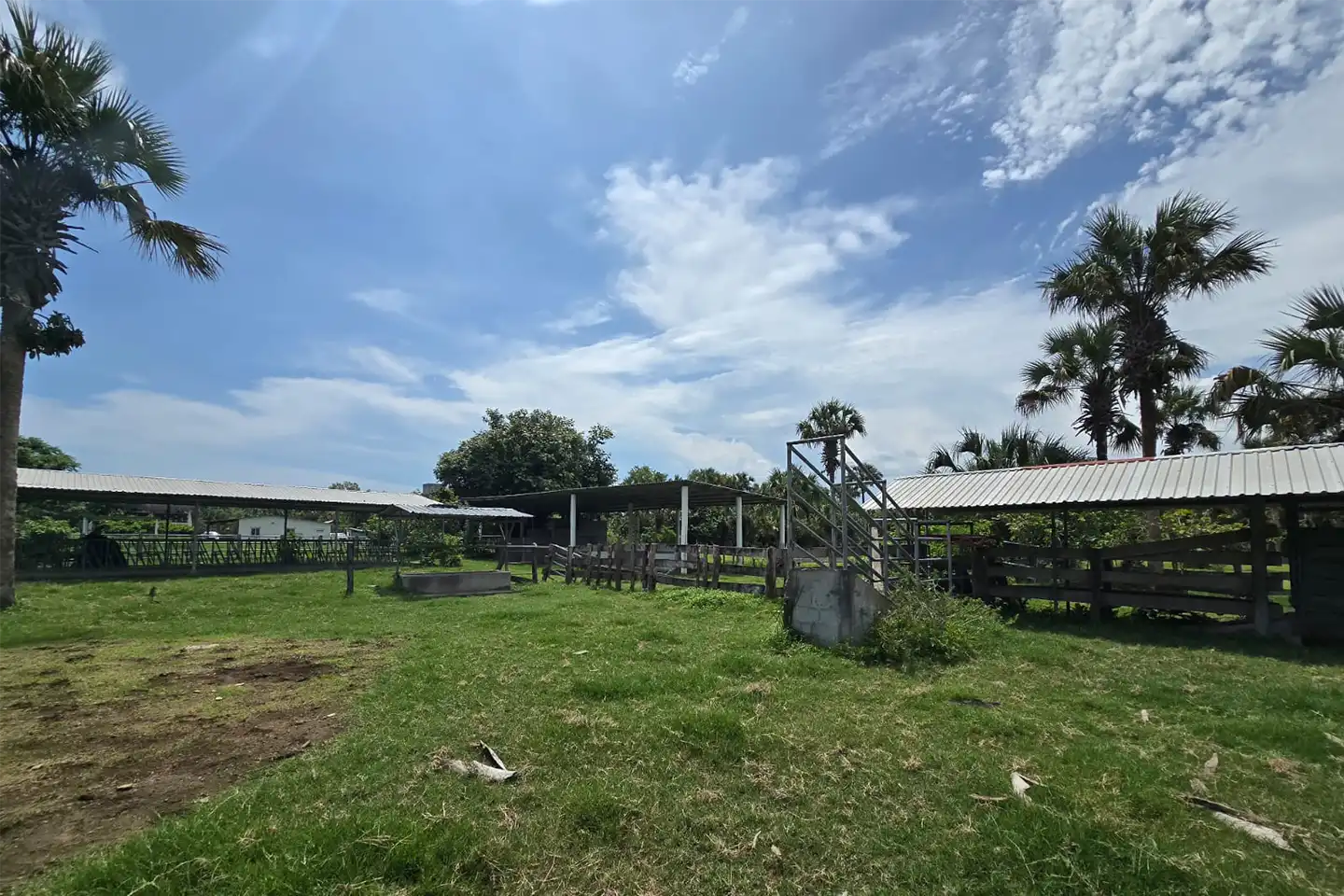 Finca El paredón Buena Vista