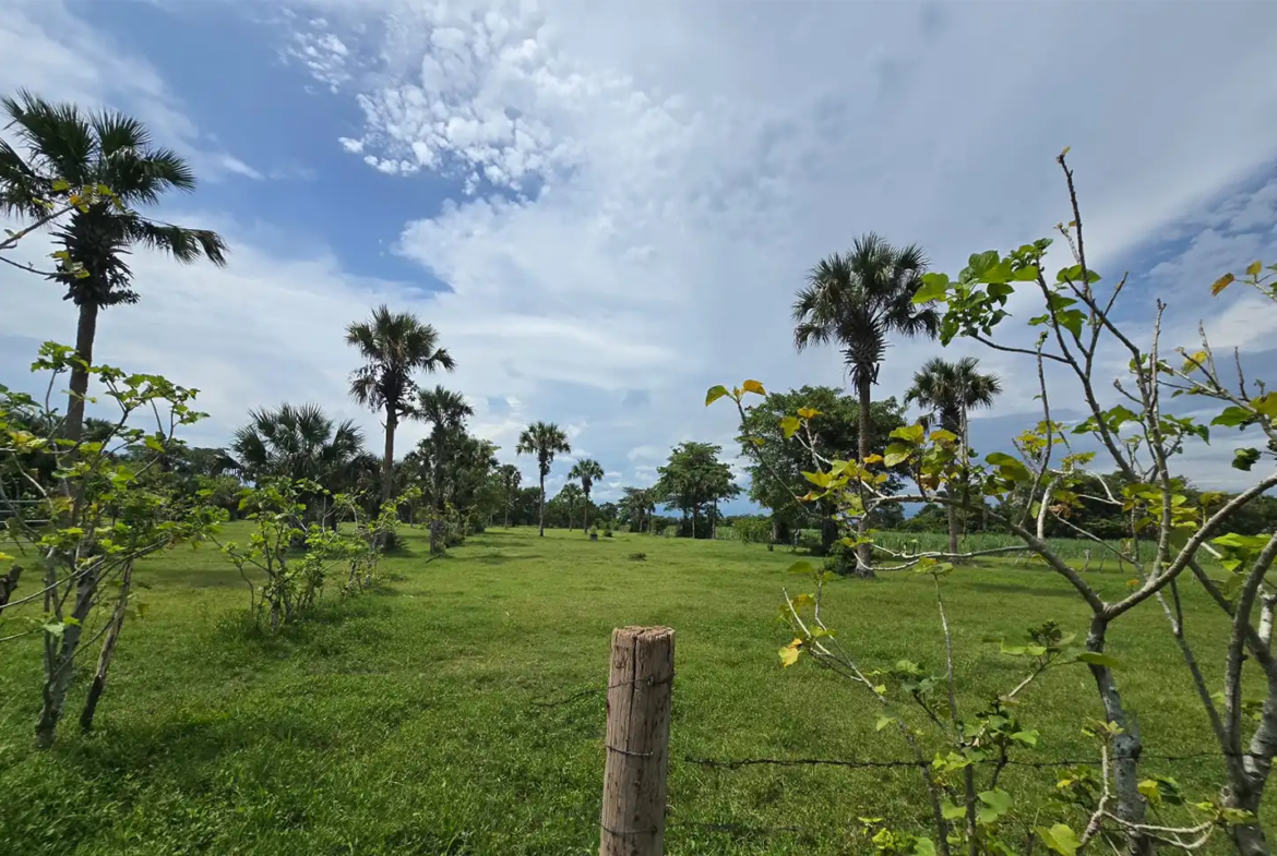 Finca El paredón Buena Vista