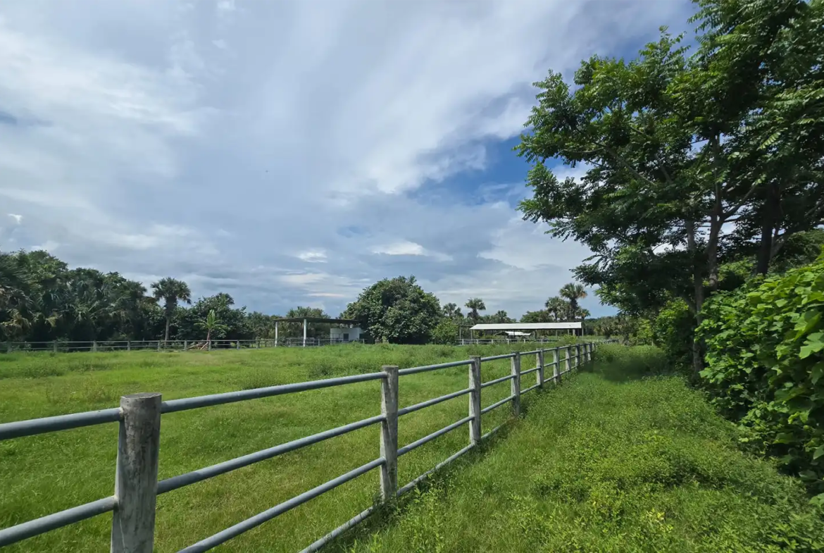 Finca El paredón Buena Vista