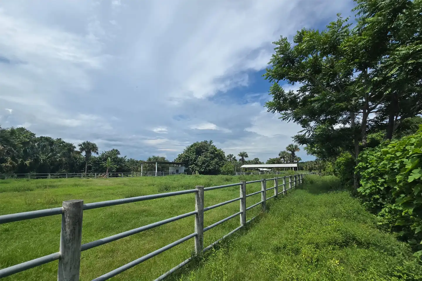 Finca El paredón Buena Vista