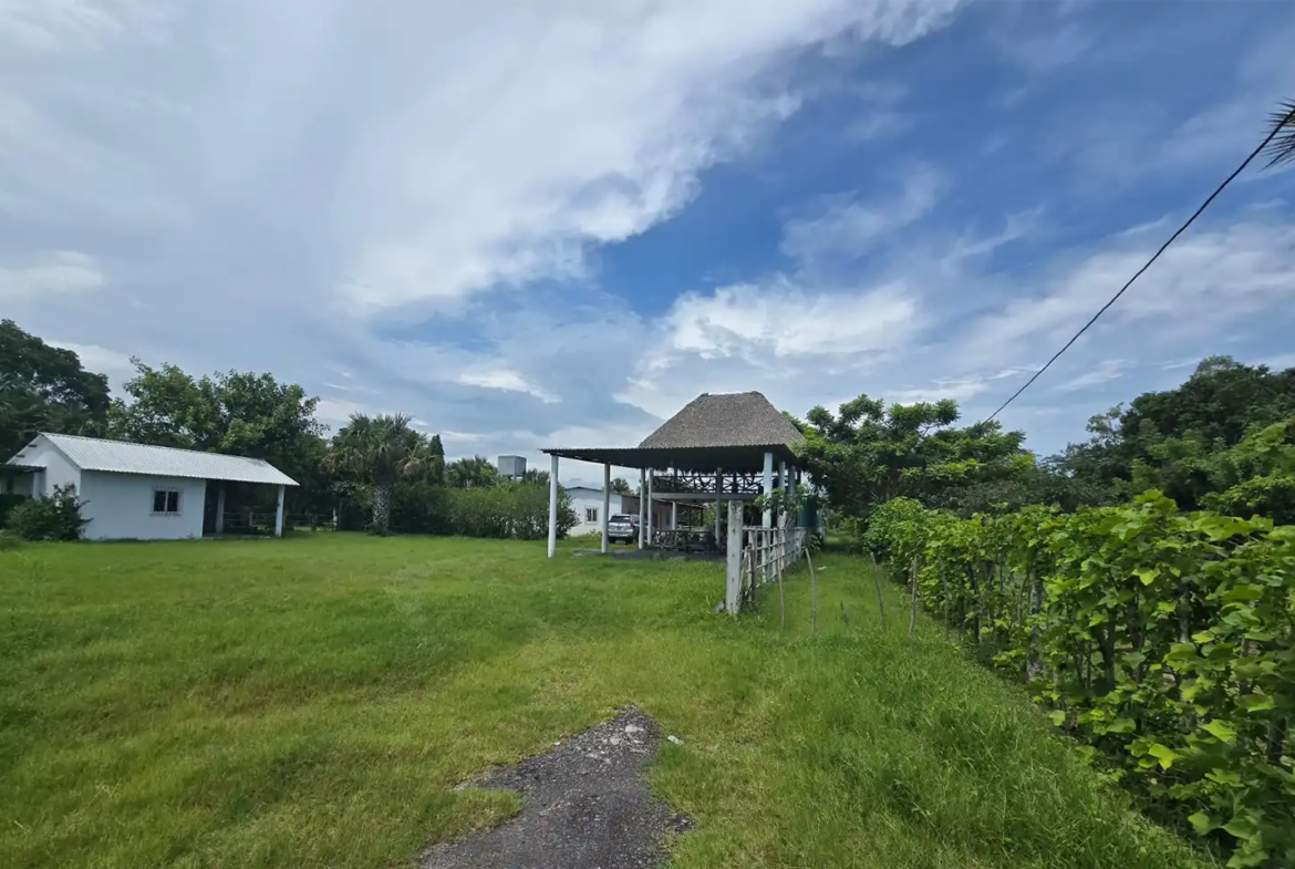 Finca El paredón Buena Vista