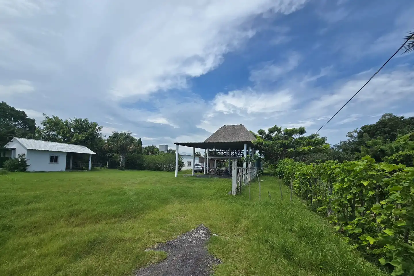Finca El paredón Buena Vista